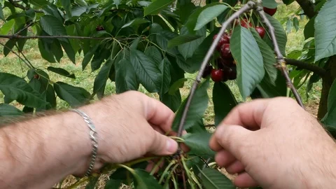 Collection of cherries from a tree Stock Footage 91381210