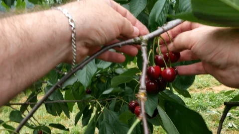 Collection of cherries from a tree Stock Footage 91383204