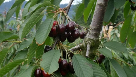 Collection of cherries from a tree Stock Footage 91383528