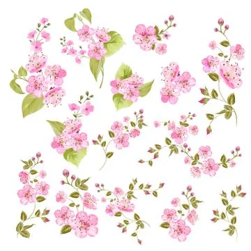 Collection of cherry flowers, set. Cherry blossom bundle. Black flowers of Illustrazione stock