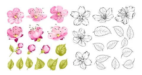 Collection of cherry flowers, set. Cherry blossom bundle. Black flowers of Ilustração Stock