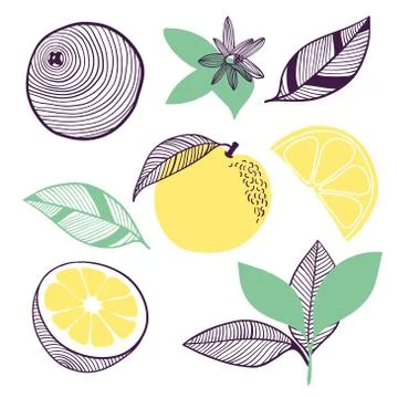 Collection of citrus. Fruit, leaf and piece of orange or lemon. Vector hand Stock Illustration