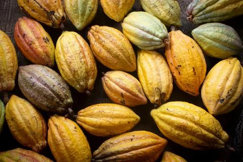 A collection of cocoa fruit that has been harvested. cocoa fruit background Stock Photos