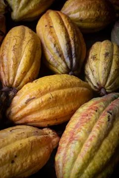 A collection of cocoa fruit that has been harvested. cocoa fruit background Stock Photos