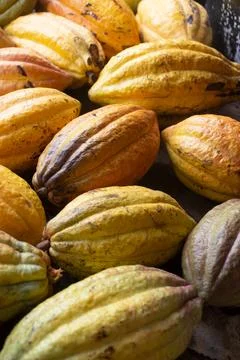 A collection of cocoa fruit that has been harvested. cocoa fruit background Stock Photos