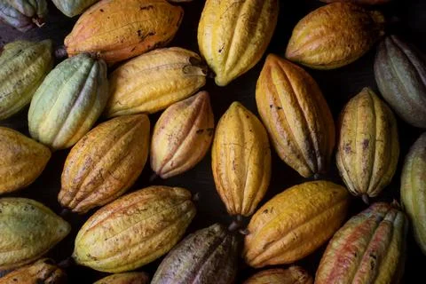 A collection of cocoa fruit that has been harvested. cocoa fruit background Stock Photos