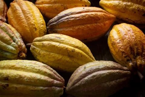 A collection of cocoa fruit that has been harvested. cocoa fruit background Stock Photos