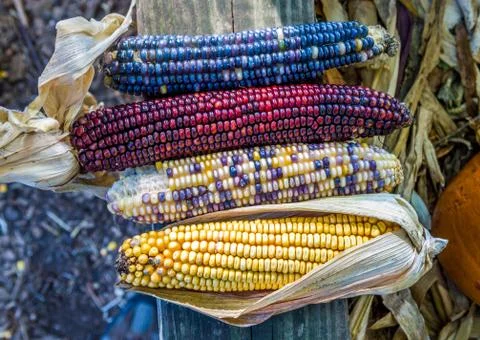Collection of colored corns Stock Photos