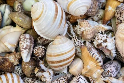 Collection of colorful seashells with natural patterns and textures. Stock Photos