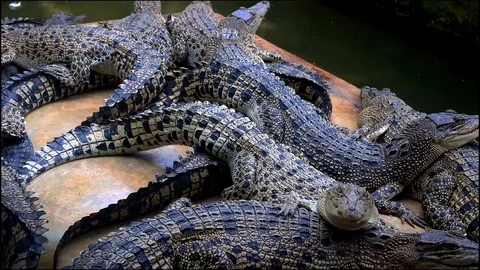 A collection of crocodiles in captivity in the morning Stock Footage 107565198