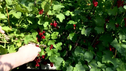 Collection of currants by a farmer Timelapse Stock Footage 135210731