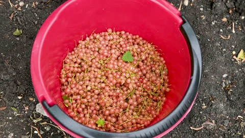 Collection of currants by a farmer Timelapse Stock Footage 135210732