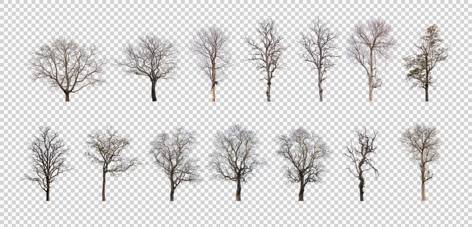 Collection dead tree, dry tree isolated Stock Photos
