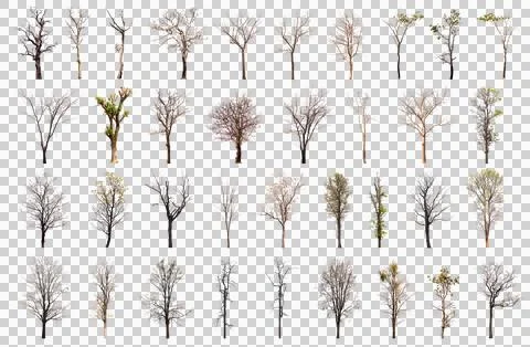Collection of dead tree isolated Stock Photos