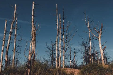 Collection of dead tree stumps Stock Photos