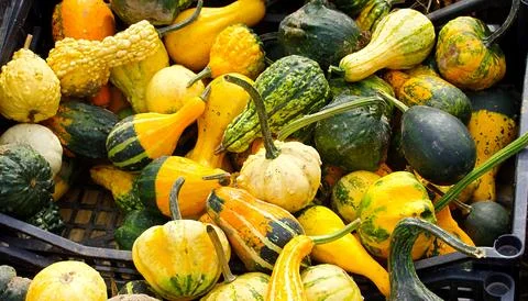 A collection of decorative pumpkins and squashes of various shapes, sizes a.. Stock Photos
