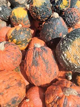 A collection of decorative pumpkins at the autumn fair 스톡 사진