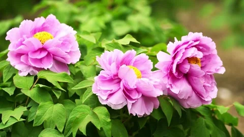 A collection of delicate pink and white tree peonies blooming Stock Footage 332600162