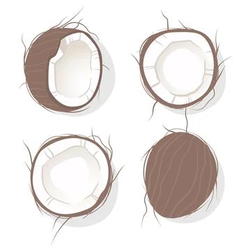 Collection of delicious coconuts, isolated on white background. Set of fresh  Stock Illustration