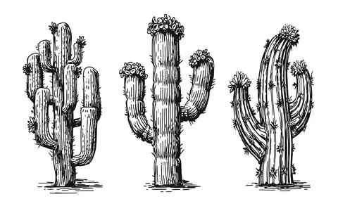 Collection different cacti. Desert plants set isolated on white background Stock Illustration