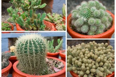 Collection of different cacti in pots Stock Photos