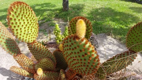 Collection of different cactus plants with sharp thorns in a pot outdoors Stock Footage 333641711