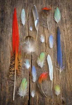 Collection of different color feathers Free Stock Photos