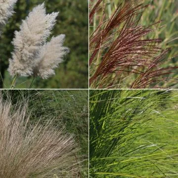 Collection of different kind of grass Stock Photos