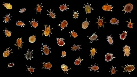 Collection of different mites(acari) Oribatida under microscope Stock Footage 275337792