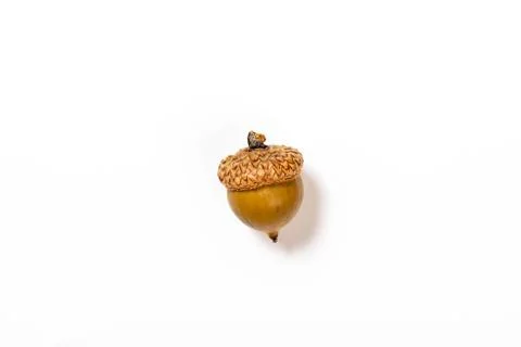 Collection of different oak acorns Stock Photos