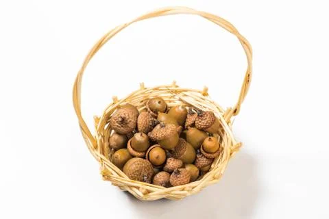 Collection of different oak acorns Stock Photos