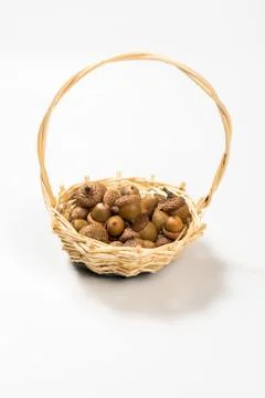 Collection of different oak acorns Stock Photos
