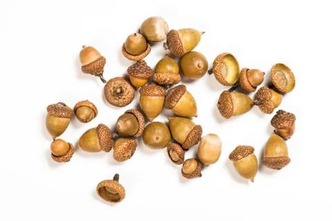 Collection of different oak acorns Stock Photos