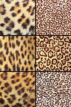 Collection of different real leopard pelts, natural background textures Stock Photos