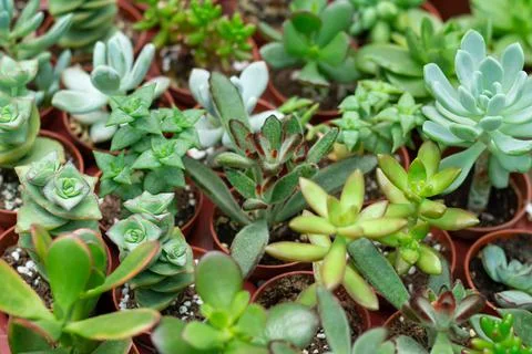 Collection of different small succulent potted plants Stock Photos