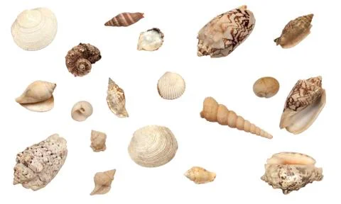Collection of different types of shells, isolated on white background Stock Photos