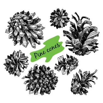 Collection of drawn pine cones Stock Illustration