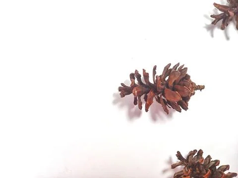 A collection of Dry Pine cone isolated on white background with copy space area Stock Photos