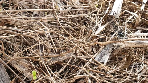 A collection of dry twigs on the ground 스톡 동영상 335113355