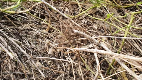A collection of dry twigs on the ground Stock Footage 335121059