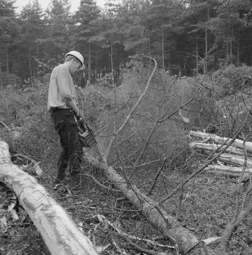 Collection of the Dutch Heidematschappij. forest processing, workers, tool... Foto stock