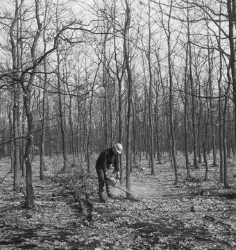 Collection of the Dutch Heidematschappij. Forest processing, workers, tool... 写真素材