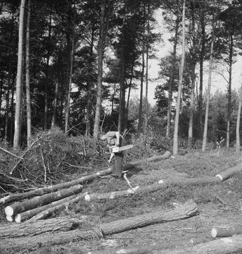 Collection of the Dutch Heidematschappij. Forest processing, workers, trun... Foto stock