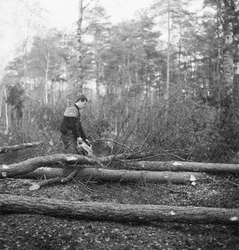 Collection of the Dutch Heidematschappij. forest processing, workers, tool... 写真素材