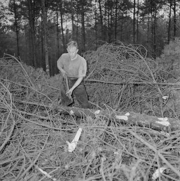 Collection of the Dutch Heidematschappij.  Forest processing, workers, trun.. Stock Photos