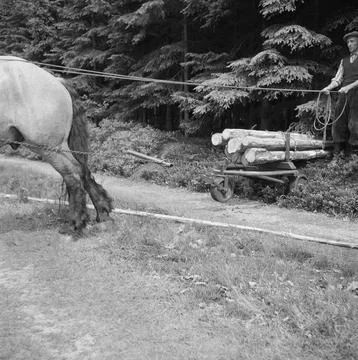 Collection of the Dutch Heidematschappij.  Forest processing, workers, anim.. Stock Photos