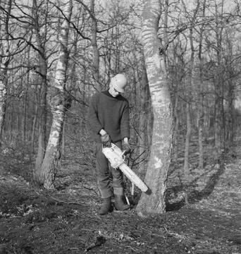 Collection of the Dutch Heidematschappij.  Forest processing, workers, tool.. 库存照片