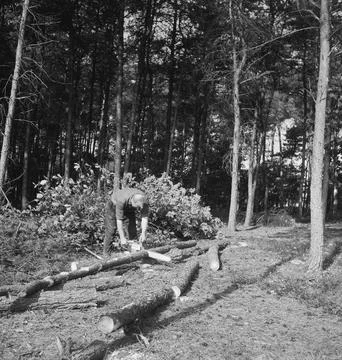 Collection of the Dutch Heidematschappij.  Forest processing, workers, trun.. Stock Photos