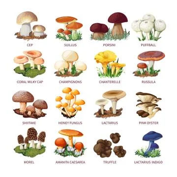 Collection Of Edible Mushrooms And Toadstools Stock Illustration