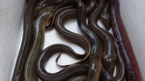 A collection of eels in a vessel Stock Footage 304066880